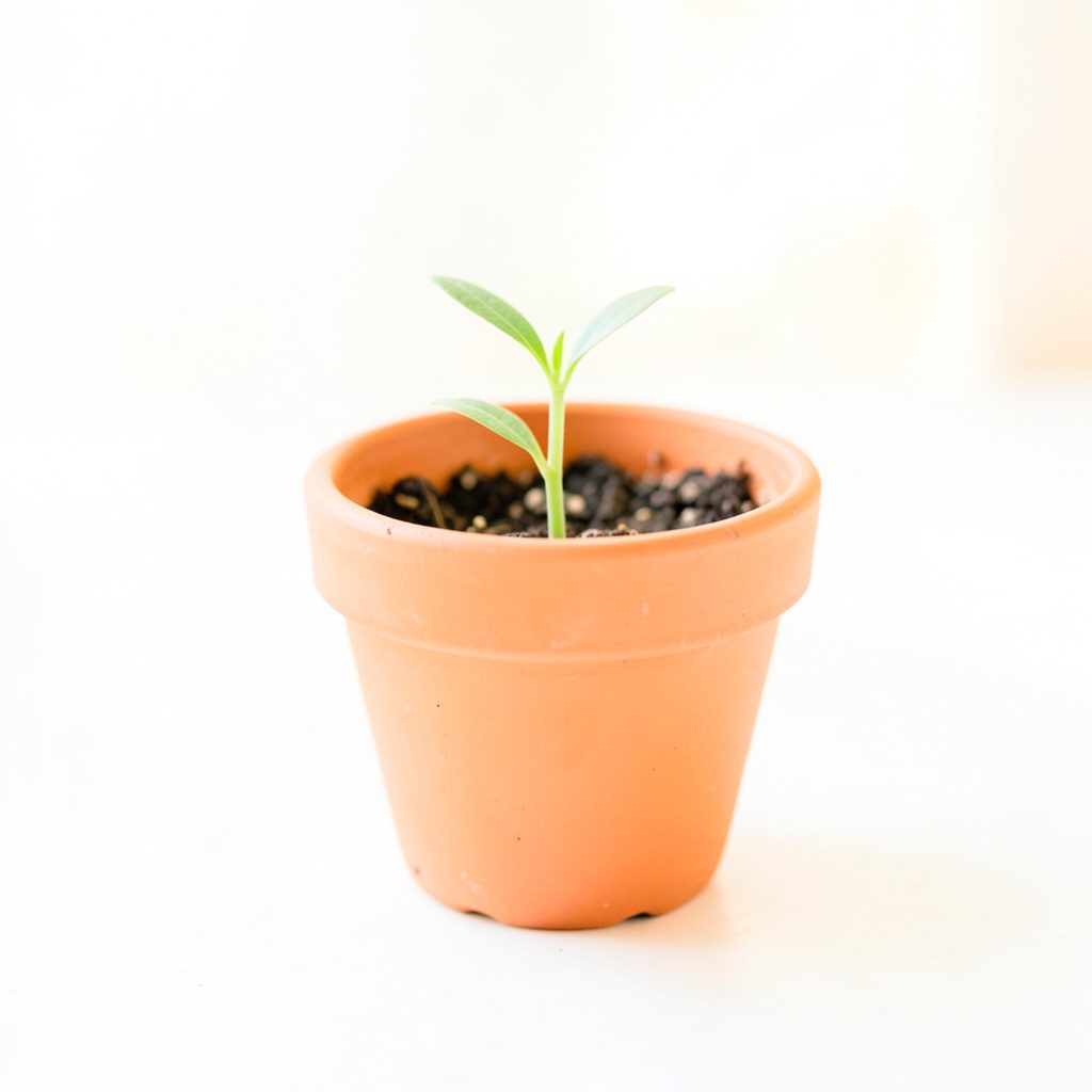 A bright, airy high-key photograph of a small terracotta planter with a delicate green seedling, in soft morning light