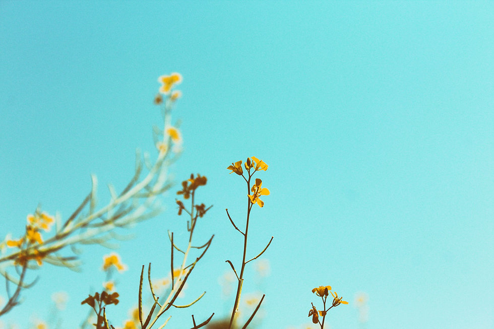Small yellow wildflowers on thin branches against a clear blue sky, bright and airy
